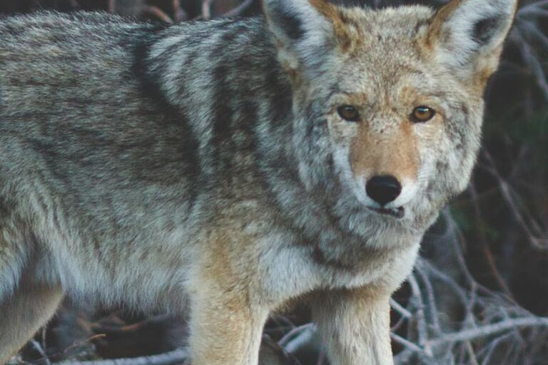 Ein Wolf der auf steht und auf einen zu sieht